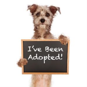 Dog Holding An I've Been Adopted Sign